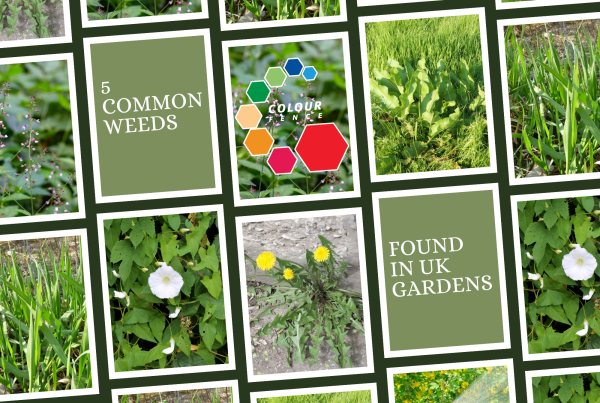 5 Common Weeds Found in UK Gardens