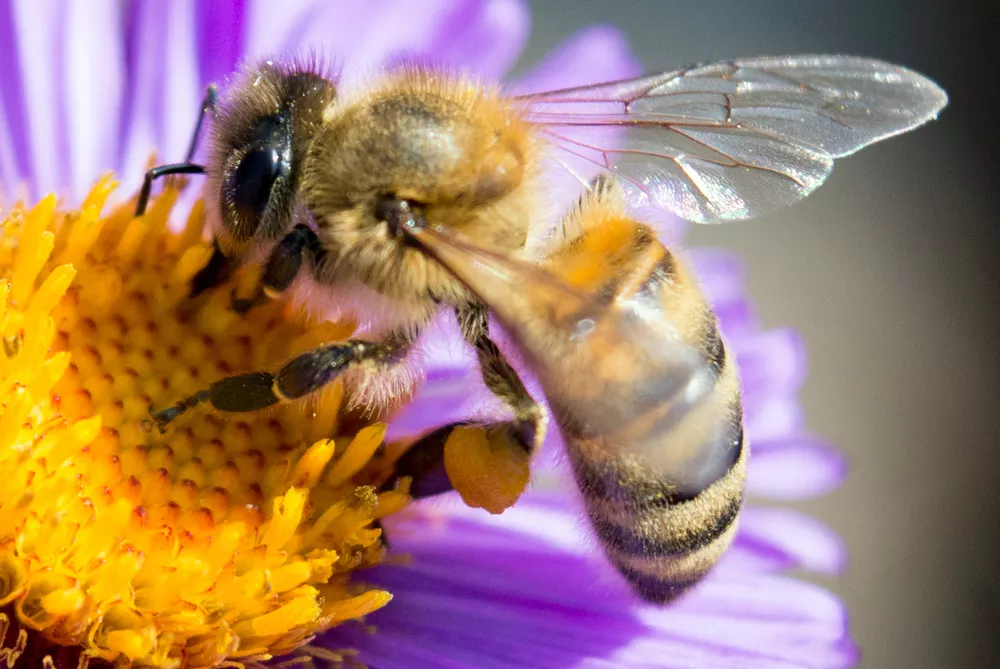 bees love flowers