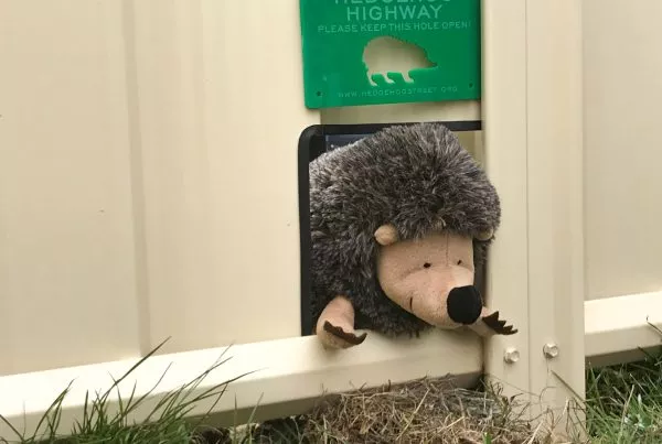 hedgehog highway