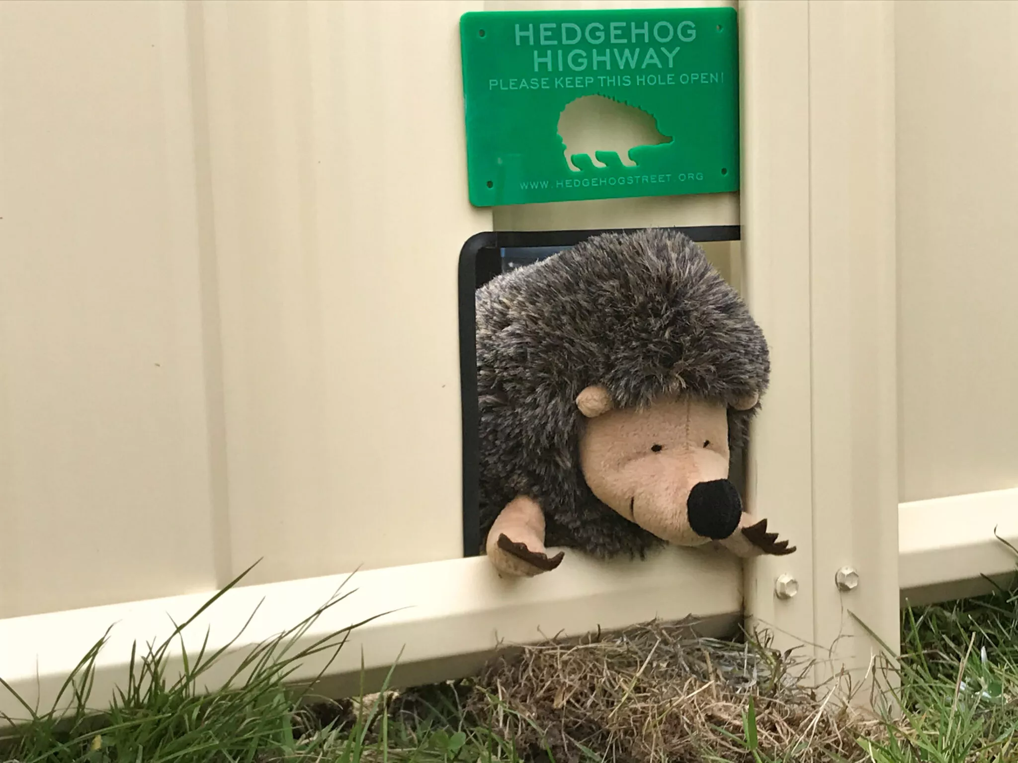 The Hedgehog Highway and Why we Love Them