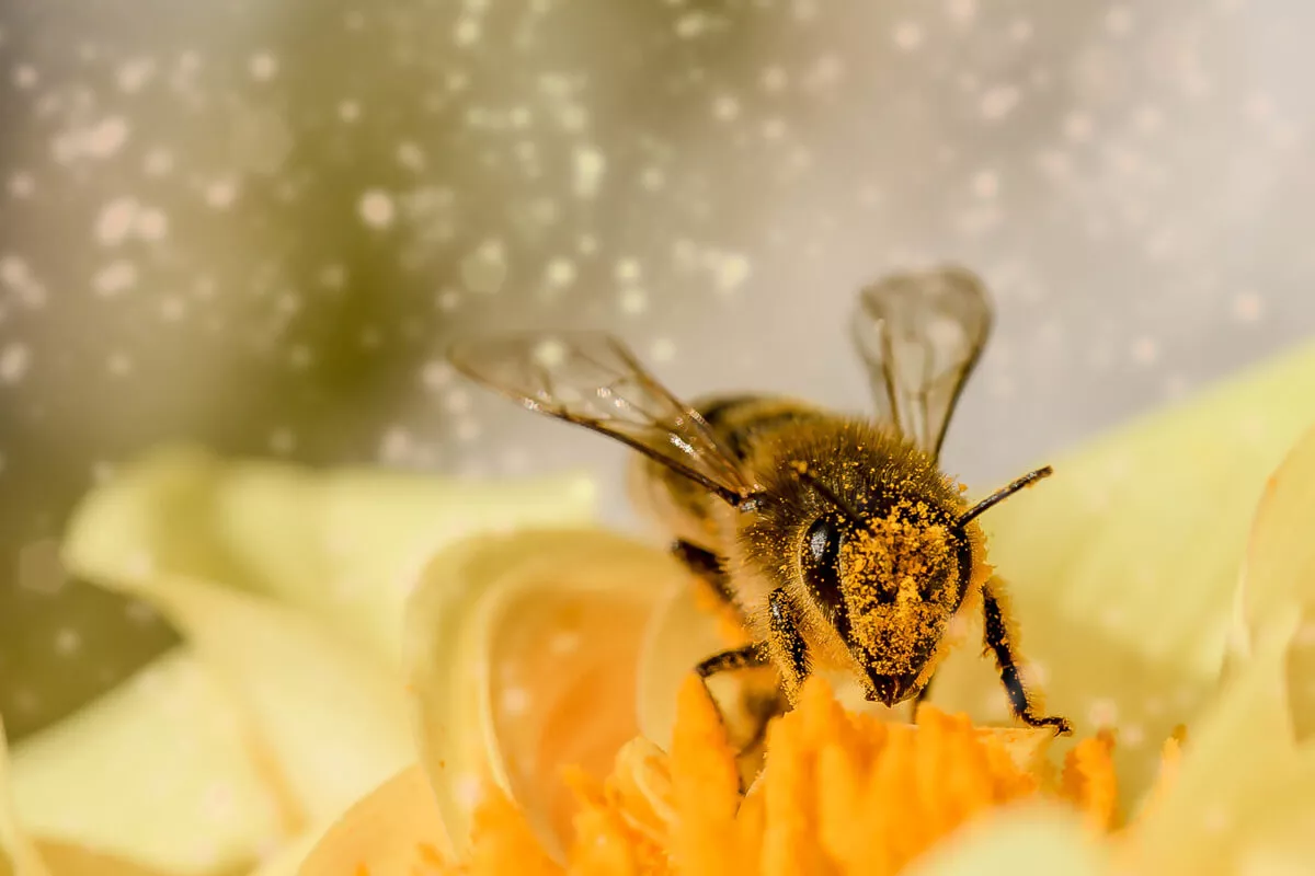 Protecting The Pollinators on Your Plot [Guest Blogger]