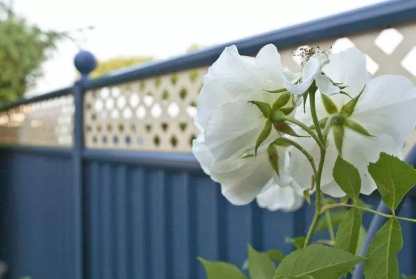 Blue ColourFence Metal Garden Fence with Cream Trellis - Back Garden Exterior Shot - Nature Flowers