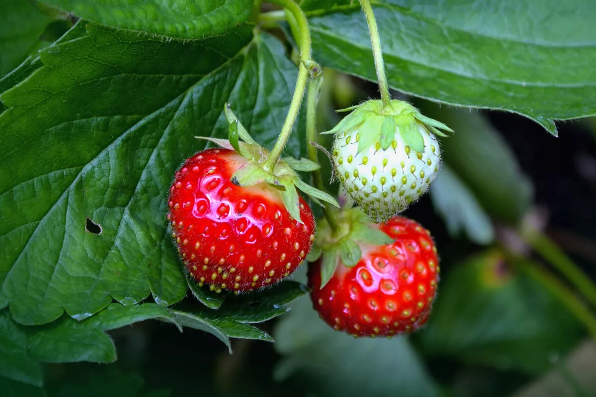 How To Grow Strawberries on your Windowsill