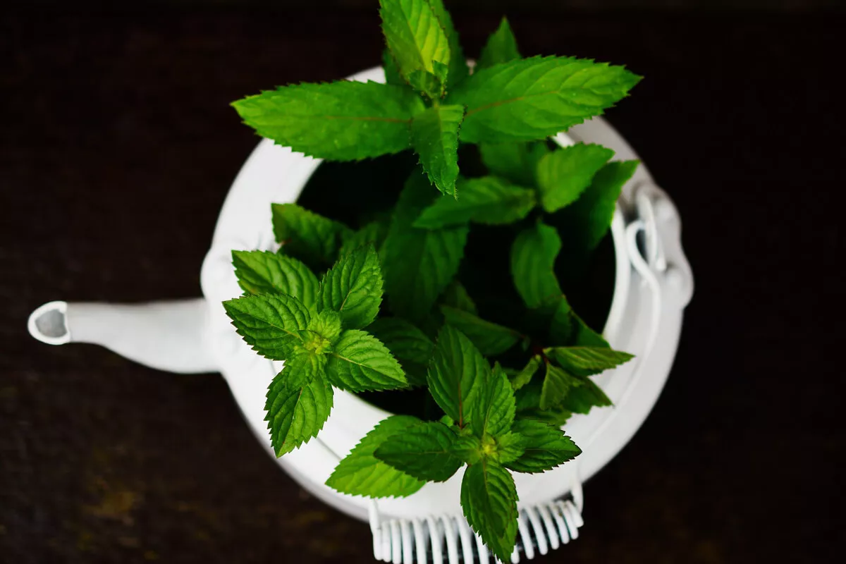 How to Grow Your Own Mint
