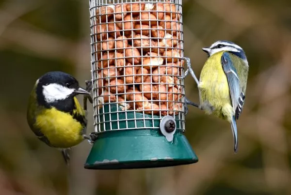 feeding wild birds